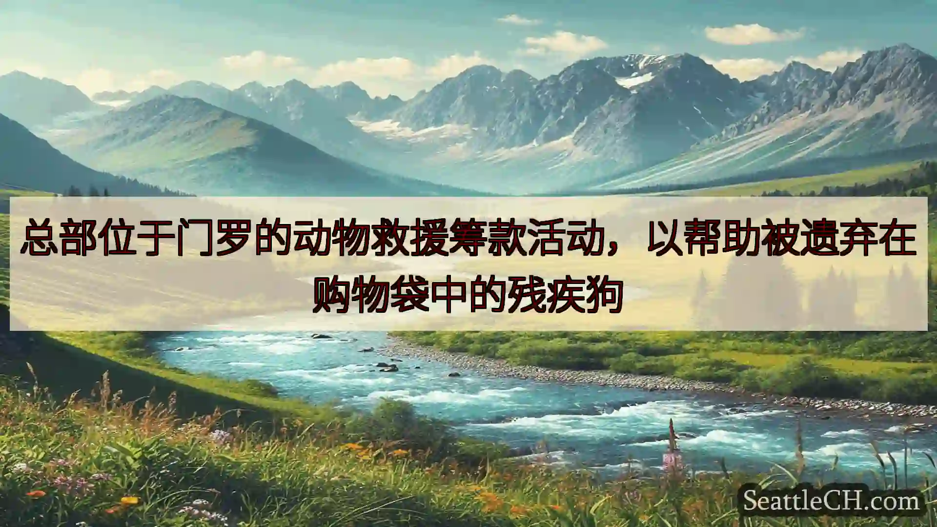 西雅图新闻 总部位于门罗的动物救援筹款活动，以帮助被遗弃在购物袋中的残疾狗