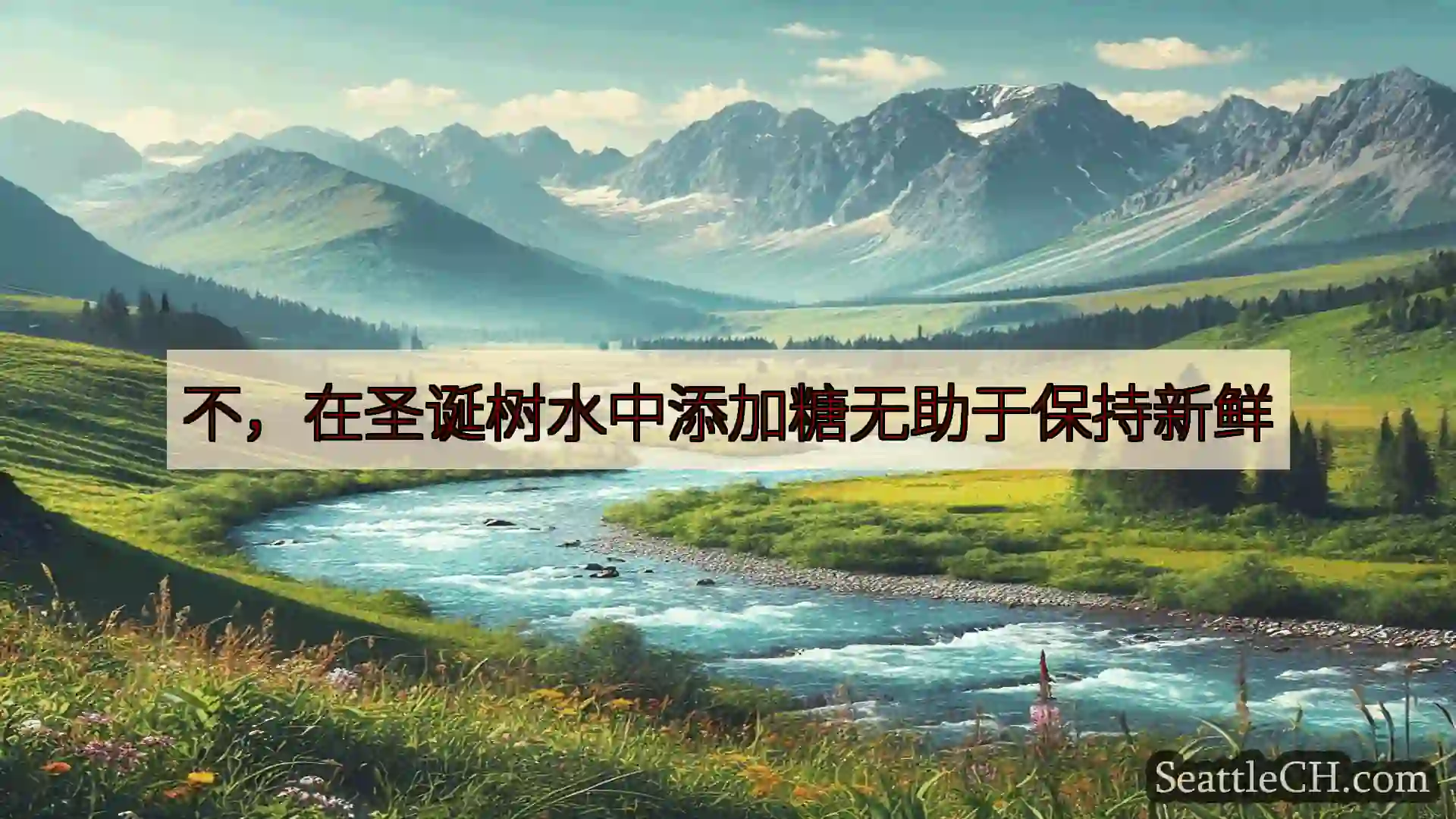 西雅图新闻 不，在圣诞树水中添加糖无助于保持新鲜