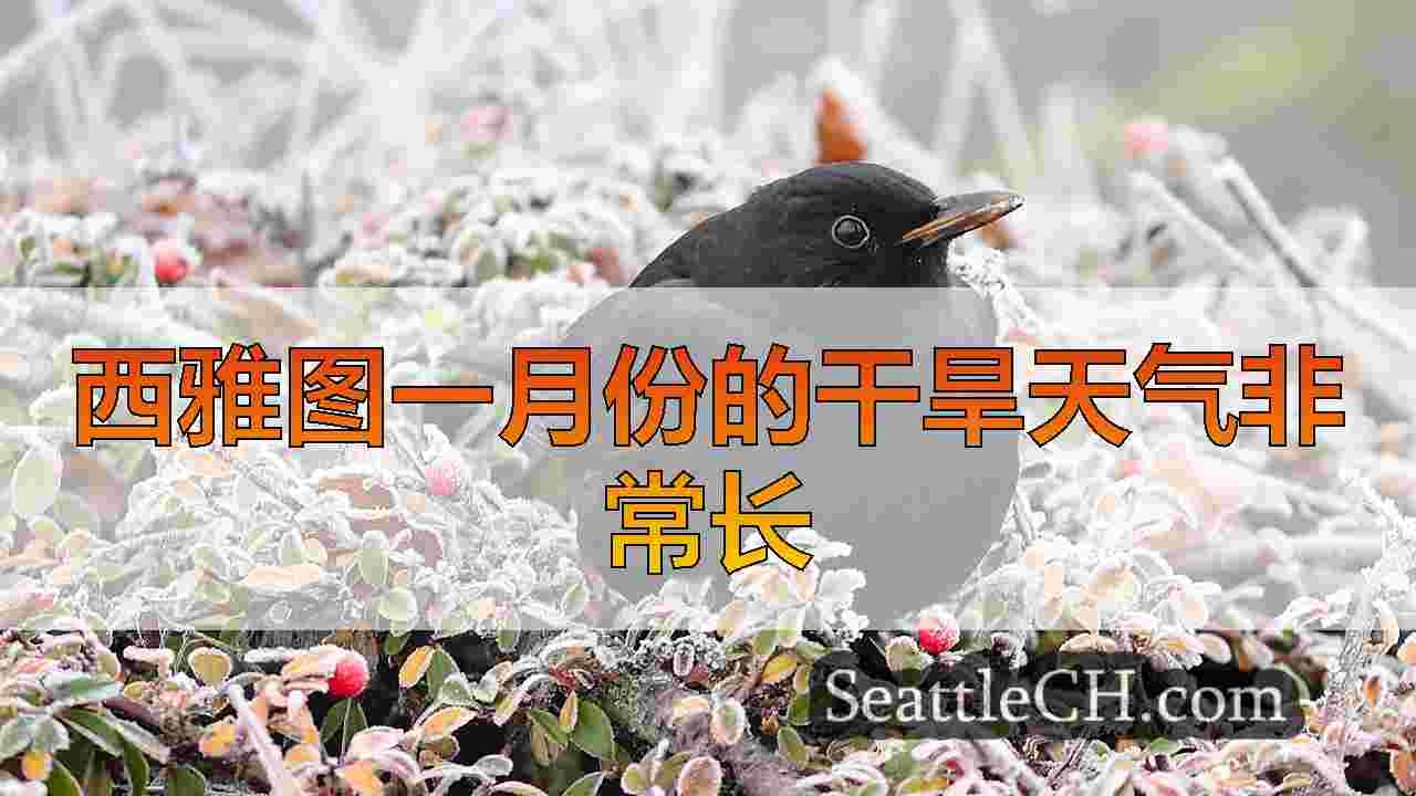 西雅图新闻 SeattleCH