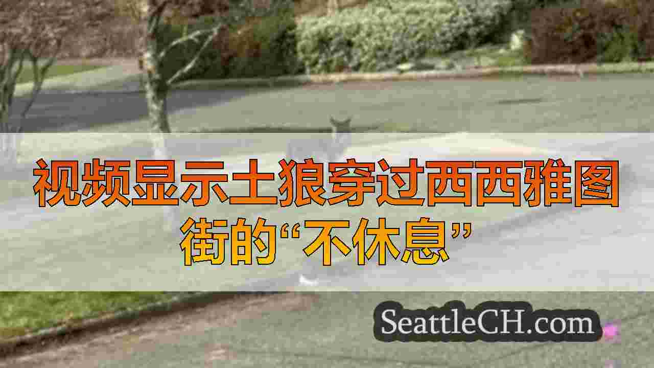 视频显示土狼穿过西西雅图街的“不休息”