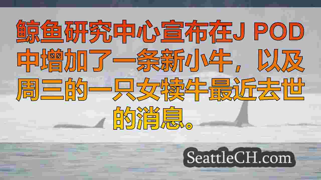 西雅图新闻 SeattleCH