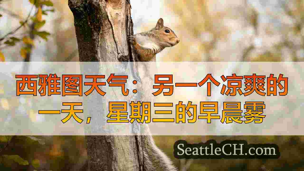 西雅图新闻 SeattleCH