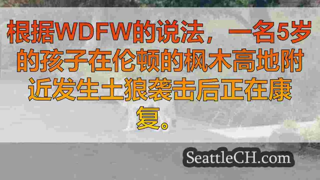 伦顿（Renton）的土狼袭击将5岁的孩子送往医院
