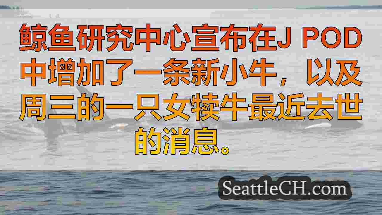 鲸鱼研究中心证实了新的J Pod Orca的诞生，雌性小牛死亡J61的死亡
