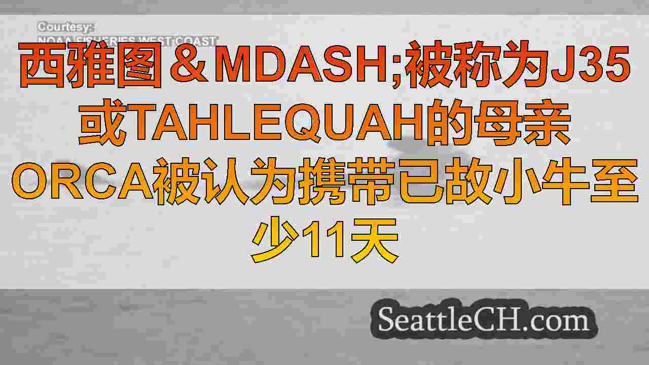 南部居民鲸鱼继续携带她的死小牛