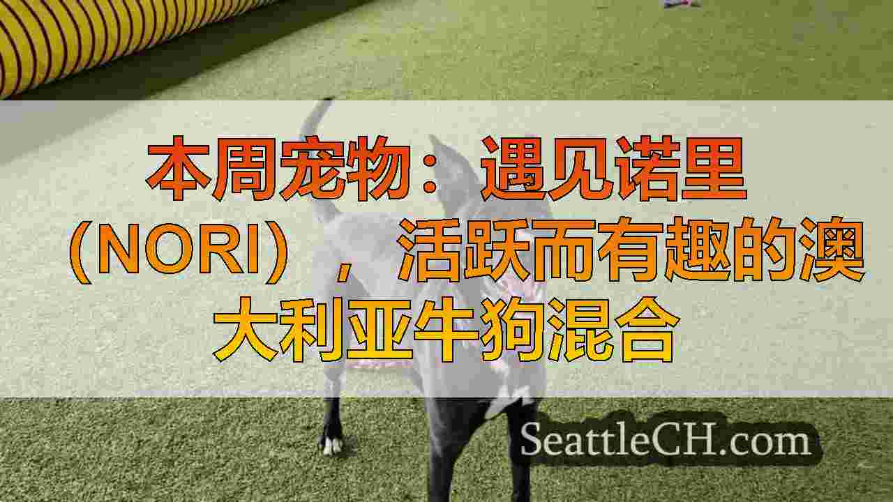 本周宠物：遇见诺里（Nori），活跃而有趣的澳大利亚牛狗混合