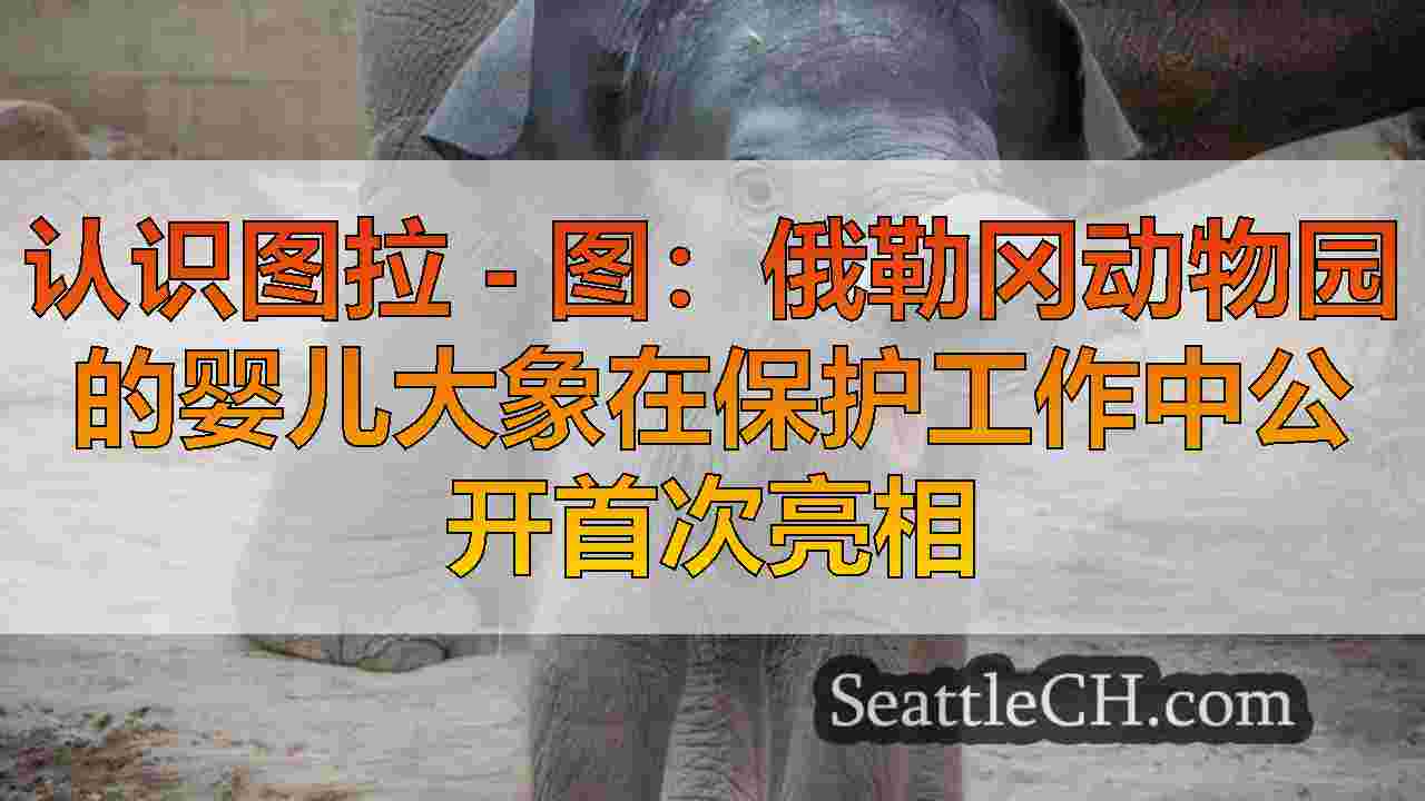 认识图拉 - 图：俄勒冈动物园的婴儿大象在保护工作中公开首次亮相