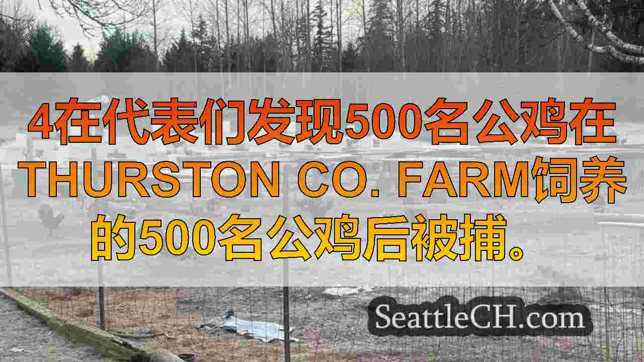 4在代表们发现500名公鸡在Thurston Co.