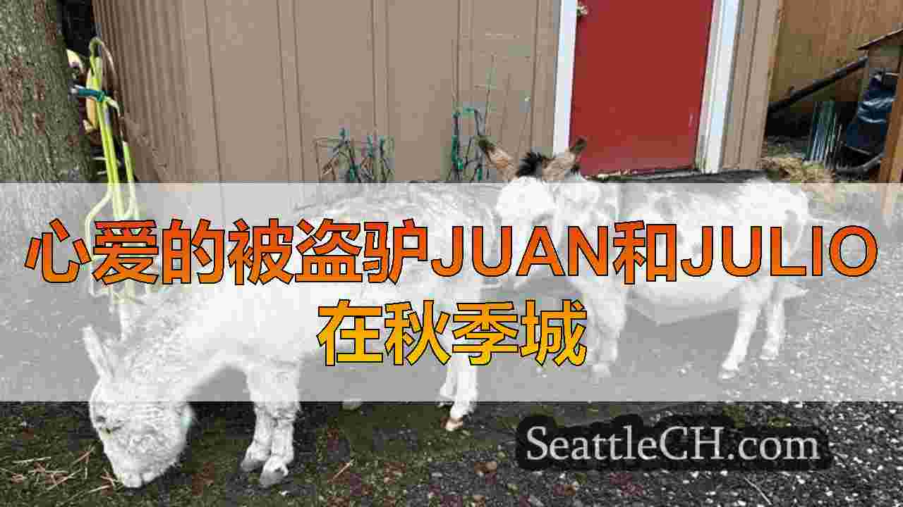 心爱的被盗驴Juan和Julio在秋季城