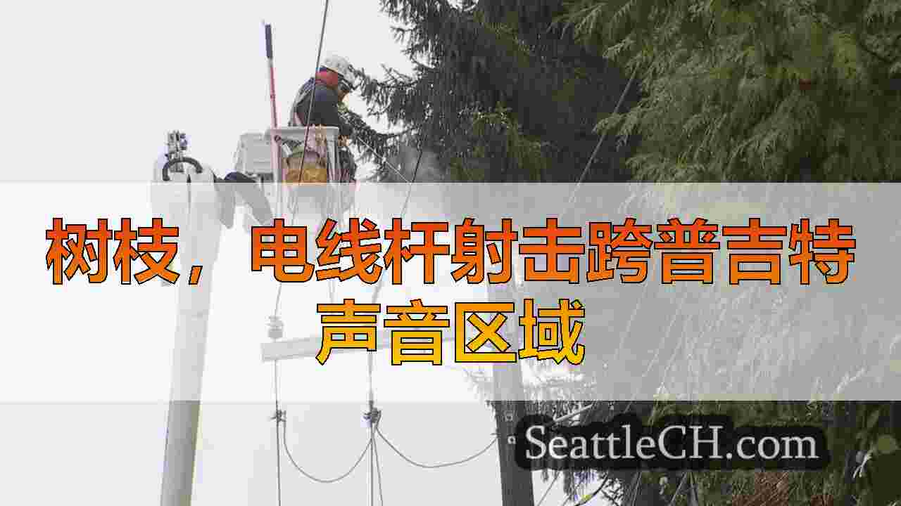 树枝，电线杆射击跨普吉特声音区域