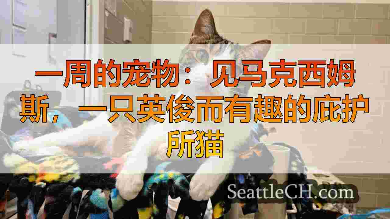 一周的宠物：见马克西姆斯，一只英俊而有趣的庇护所猫