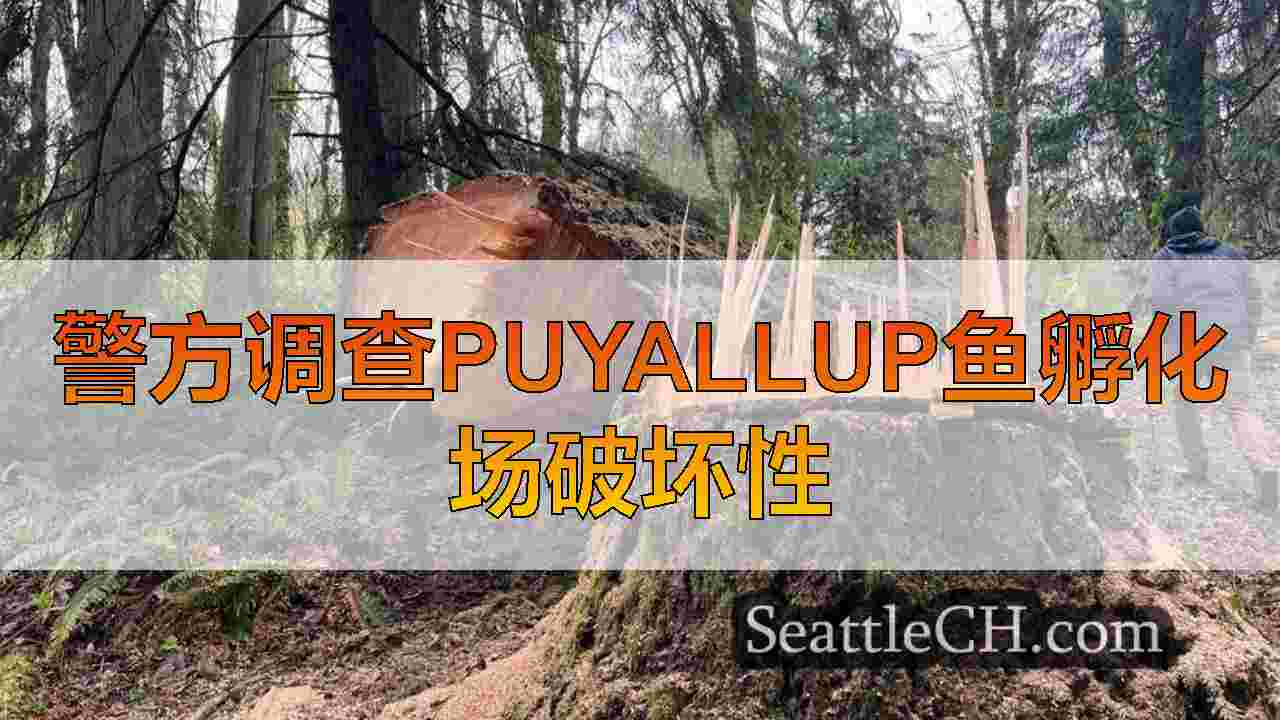 警方调查Puyallup鱼孵化场破坏性