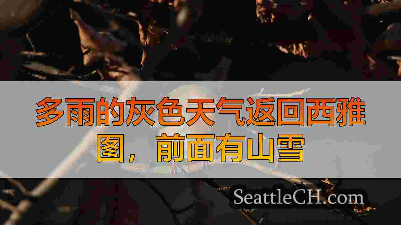 西雅图新闻 SeattleCH