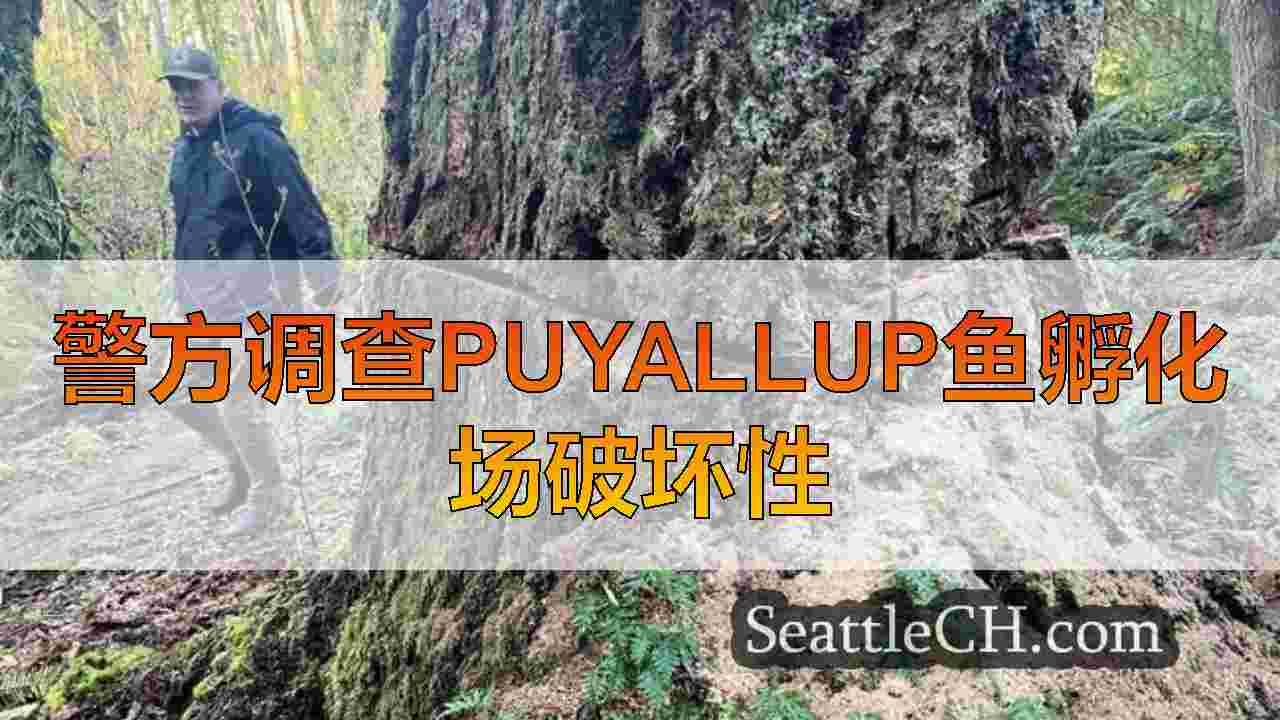 西雅图新闻 SeattleCH