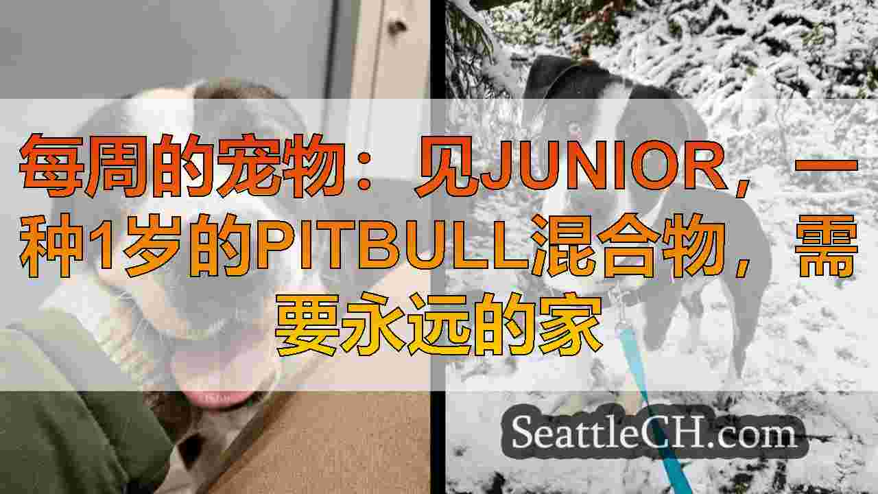 每周的宠物：见Junior，一种1岁的Pitbull混合物，需要永远的家