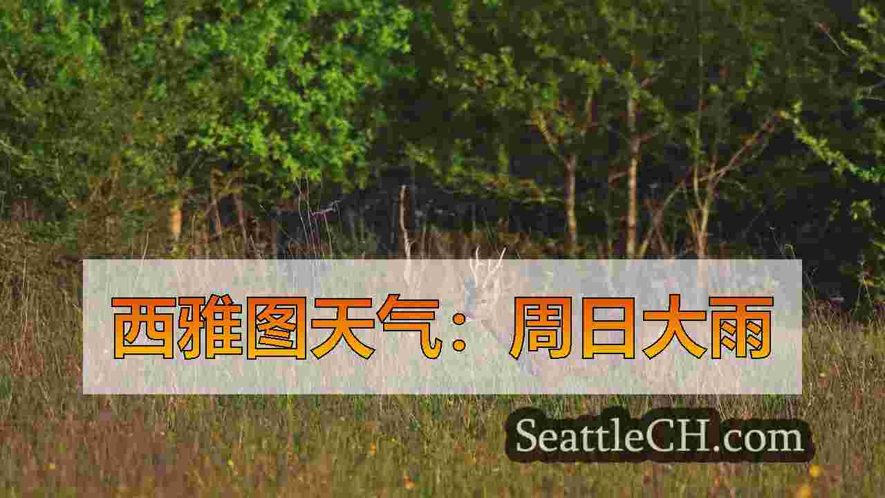 西雅图新闻 SeattleCH