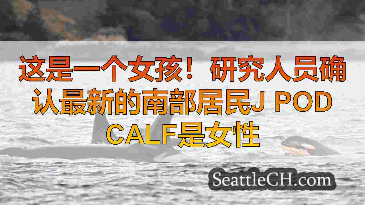 这是一个女孩！研究人员确认最新的南部居民J Pod Calf是女性