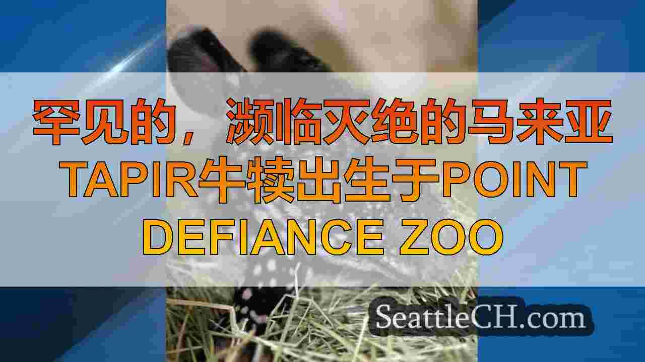 罕见的，濒临灭绝的马来亚tapir牛犊出生于Point Defiance Zoo