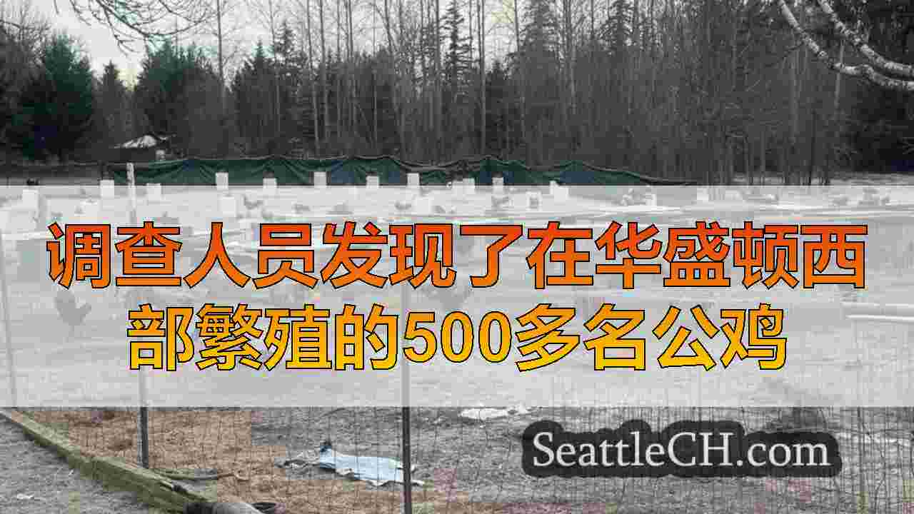 调查人员发现了在华盛顿西部繁殖的500多名公鸡