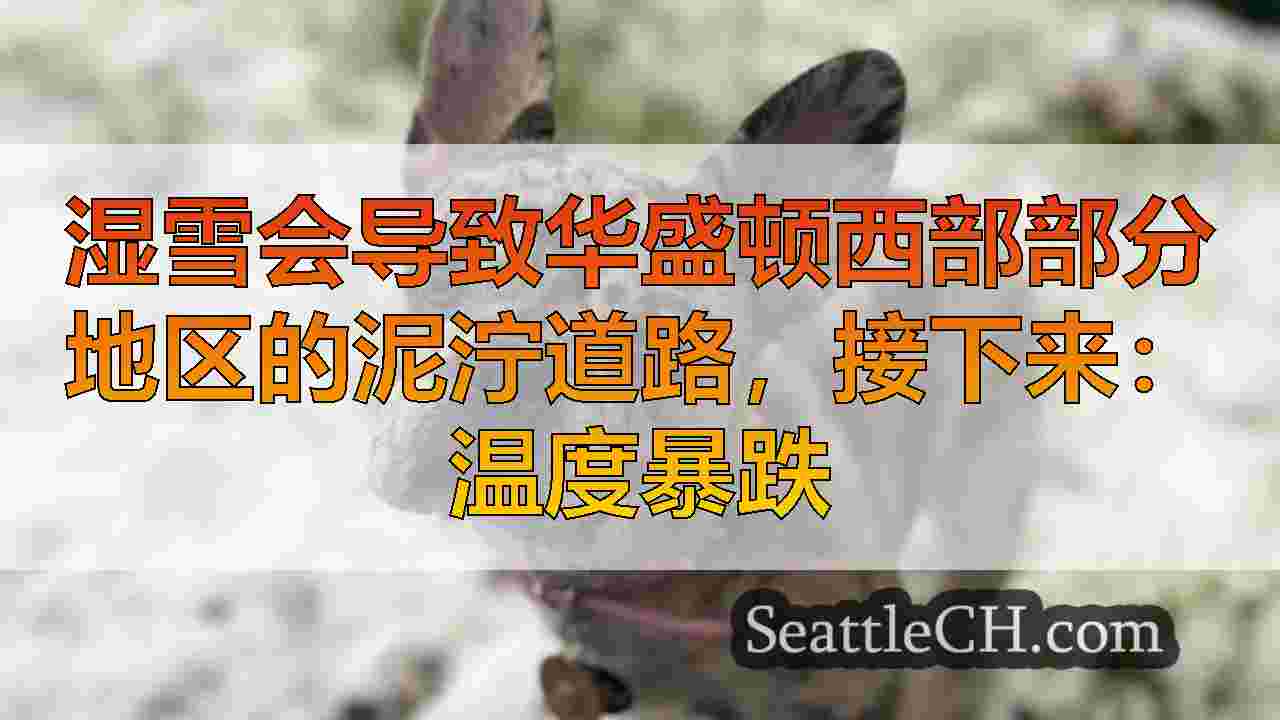 西雅图新闻 SeattleCH