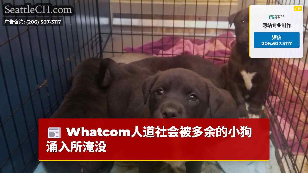 Whatcom人道社会被多余的小狗涌入所淹没