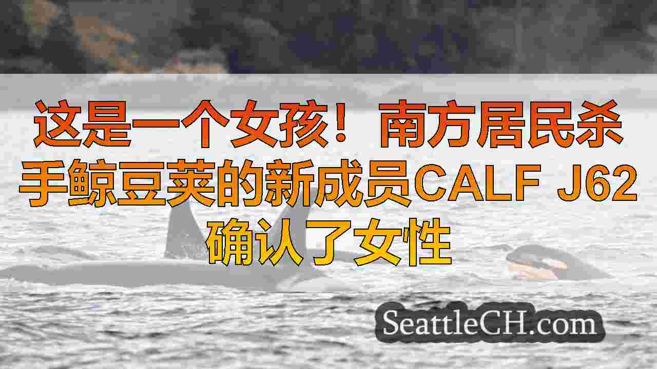 这是一个女孩！南方居民杀手鲸豆荚的新成员Calf J62确认了女性