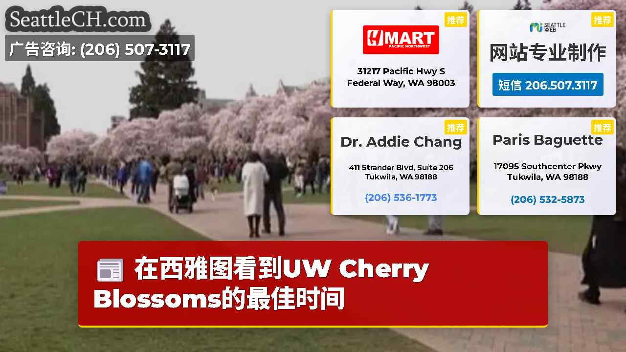 在西雅图看到UW Cherry Blossoms的最佳时间