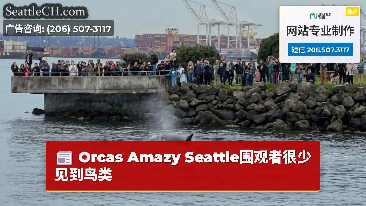 Orcas Amazy Seattle围观者很少见到鸟类