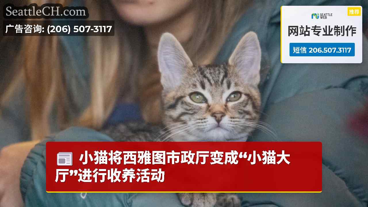 小猫将西雅图市政厅变成“小猫大厅”进行收养活动