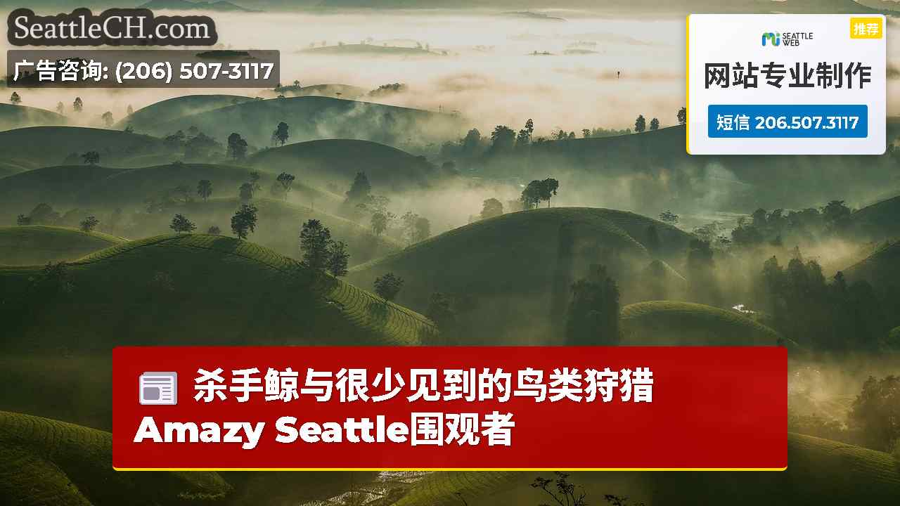 杀手鲸与很少见到的鸟类狩猎Amazy Seattle围观者