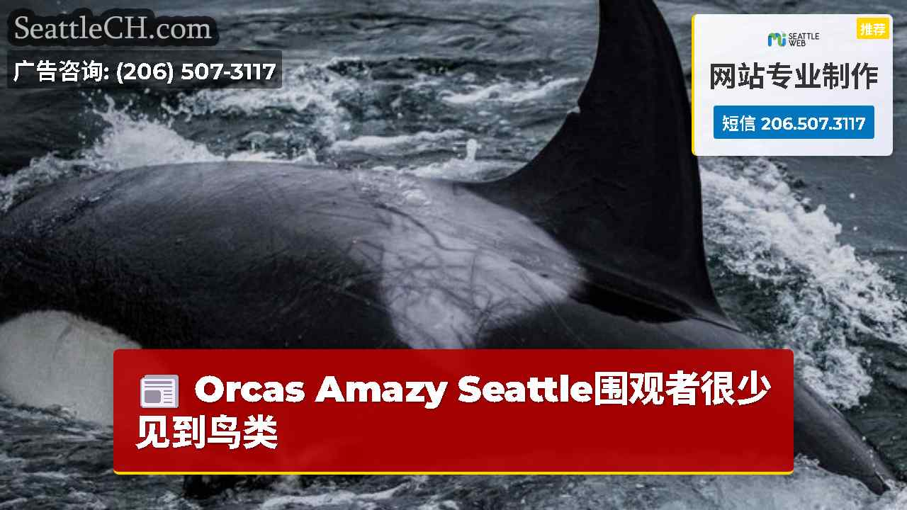 西雅图新闻 SeattleCH