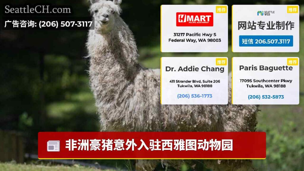 非洲豪猪意外入驻西雅图动物园