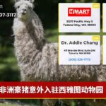 非洲豪猪意外入驻西雅图动物园