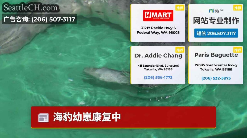 海豹幼崽康复中
