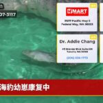 海豹幼崽康复中