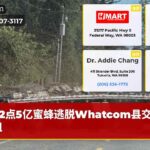 2点5亿蜜蜂逃脱Whatcom县交通受阻
