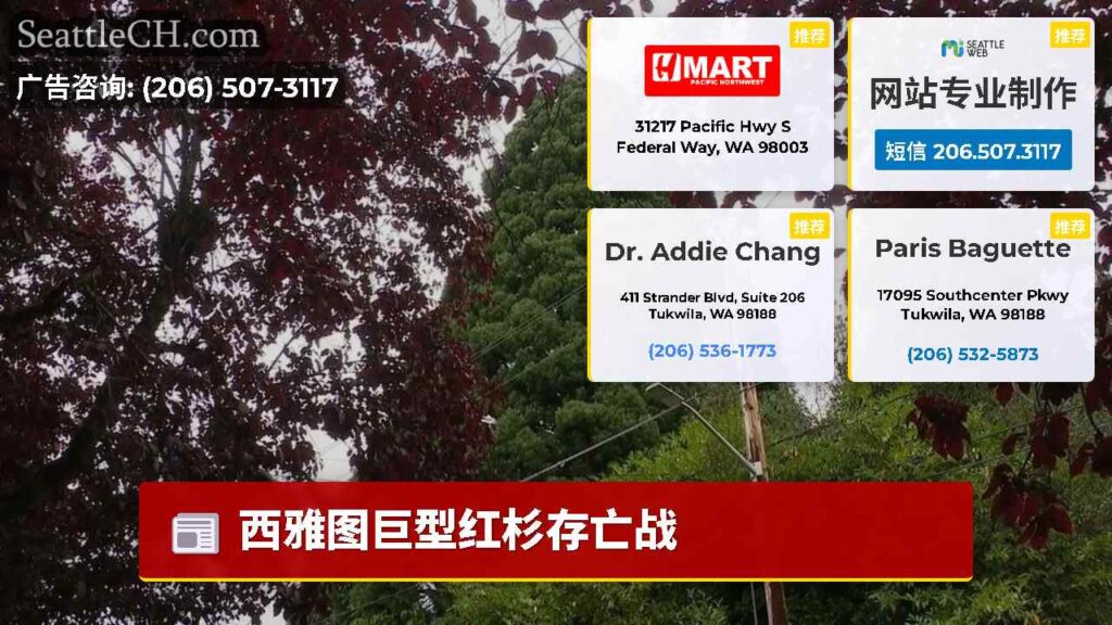 西雅图巨型红杉存亡战
