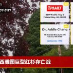西雅图巨型红杉存亡战