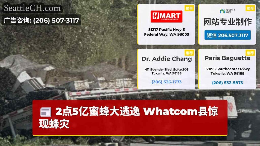 2点5亿蜜蜂大逃逸 Whatcom县惊现蜂灾