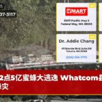 2点5亿蜜蜂大逃逸 Whatcom县惊现蜂灾