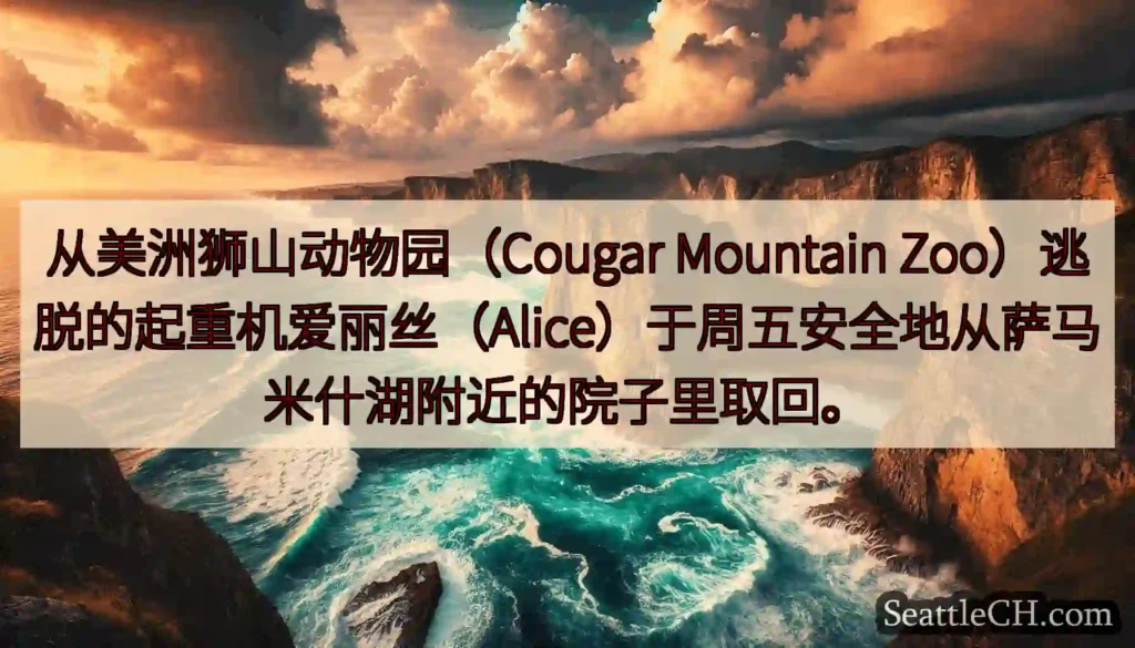 从美洲狮山动物园（Cougar Mountain