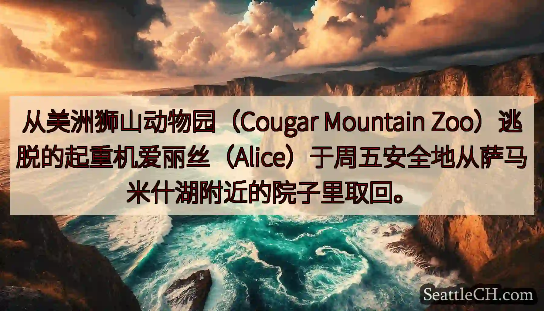 从美洲狮山动物园（Cougar Mountain