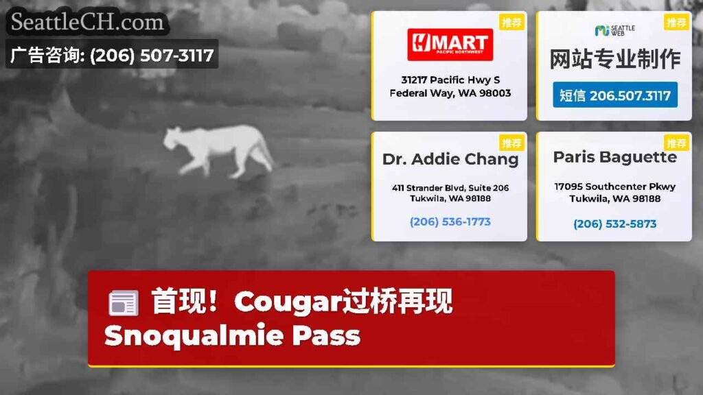 首现！Cougar过桥再现Snoqualmie Pass