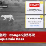 首现！Cougar过桥再现Snoqualmie Pass