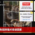 失踪狩猎犬奇迹回家