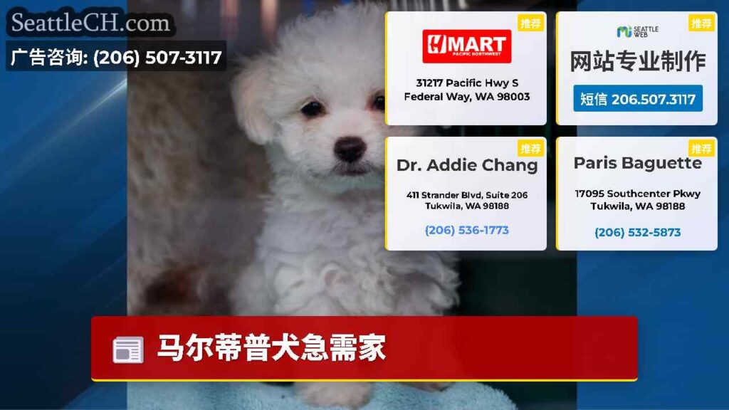 马尔蒂普犬急需家