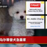 马尔蒂普犬急需家