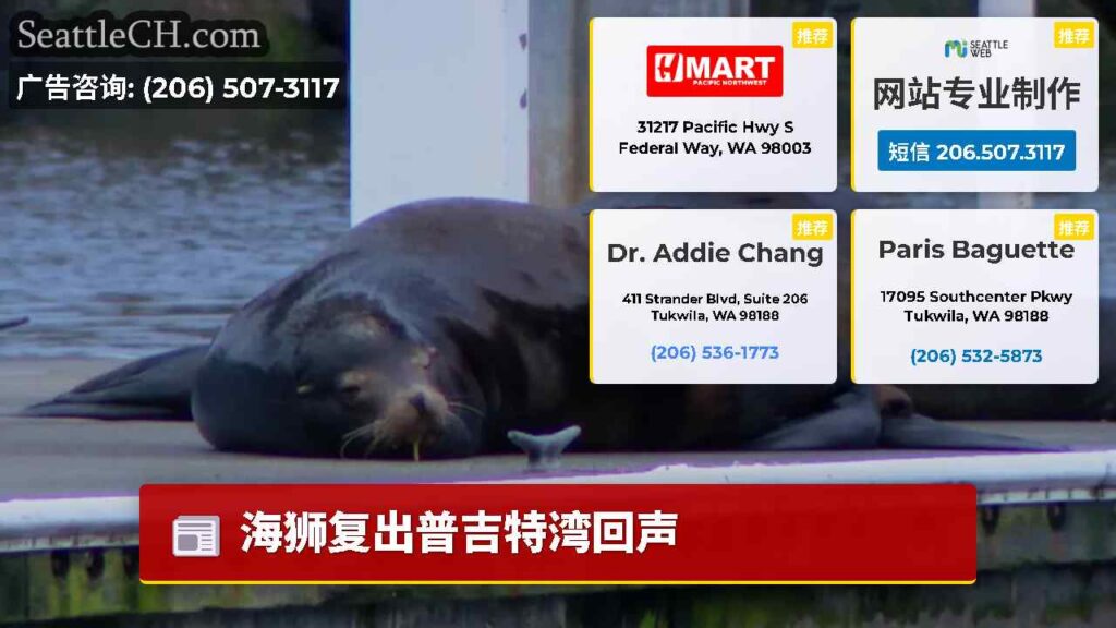 海狮复出普吉特湾回声