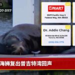 海狮复出普吉特湾回声