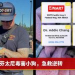 芬太尼毒害小狗，急救逆转